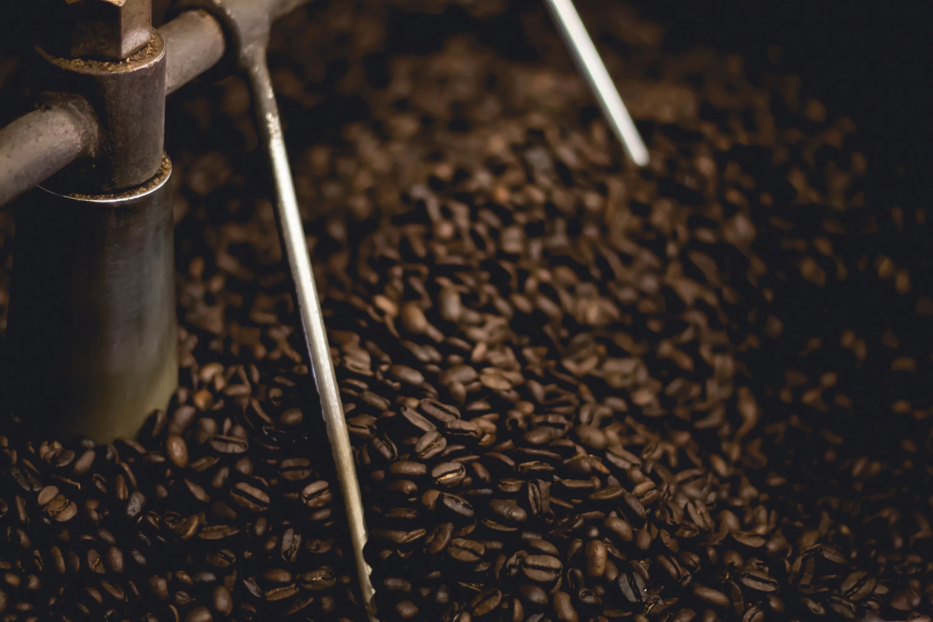Fresh Single Estate Arabica Coffee